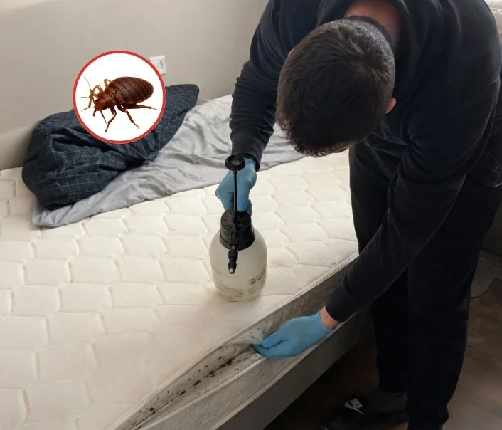 Technicien traitant un matelas contre les punaises de lit à Courgent
